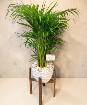 Palma Areca con soporte