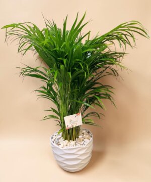 Palma Areca