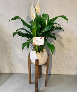 Cuna de Moisés con soporte