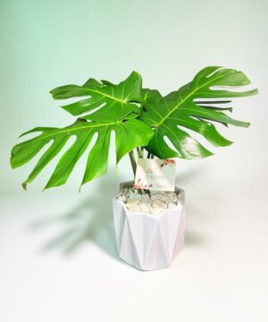 Monstera