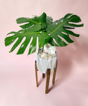 Monstera con soporte