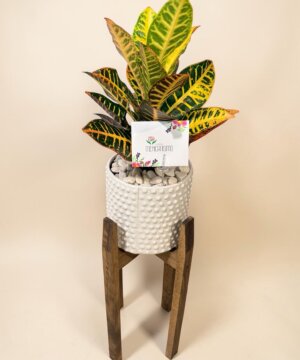 Croton con soporte