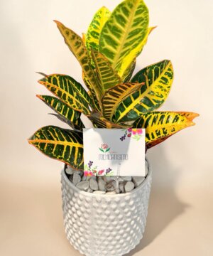 Croton