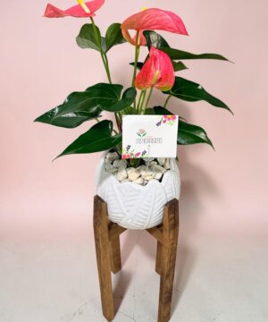 Anthurium rosa con soporte