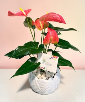 Anthurium rosa