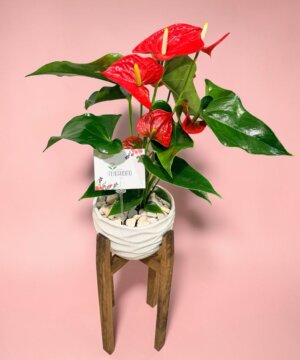 Anthurium rojo con soporte