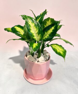 Planta Mariana