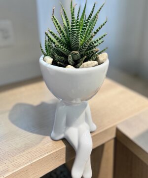 Planta cebra base Roberto