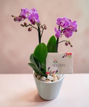 Orquídea mini